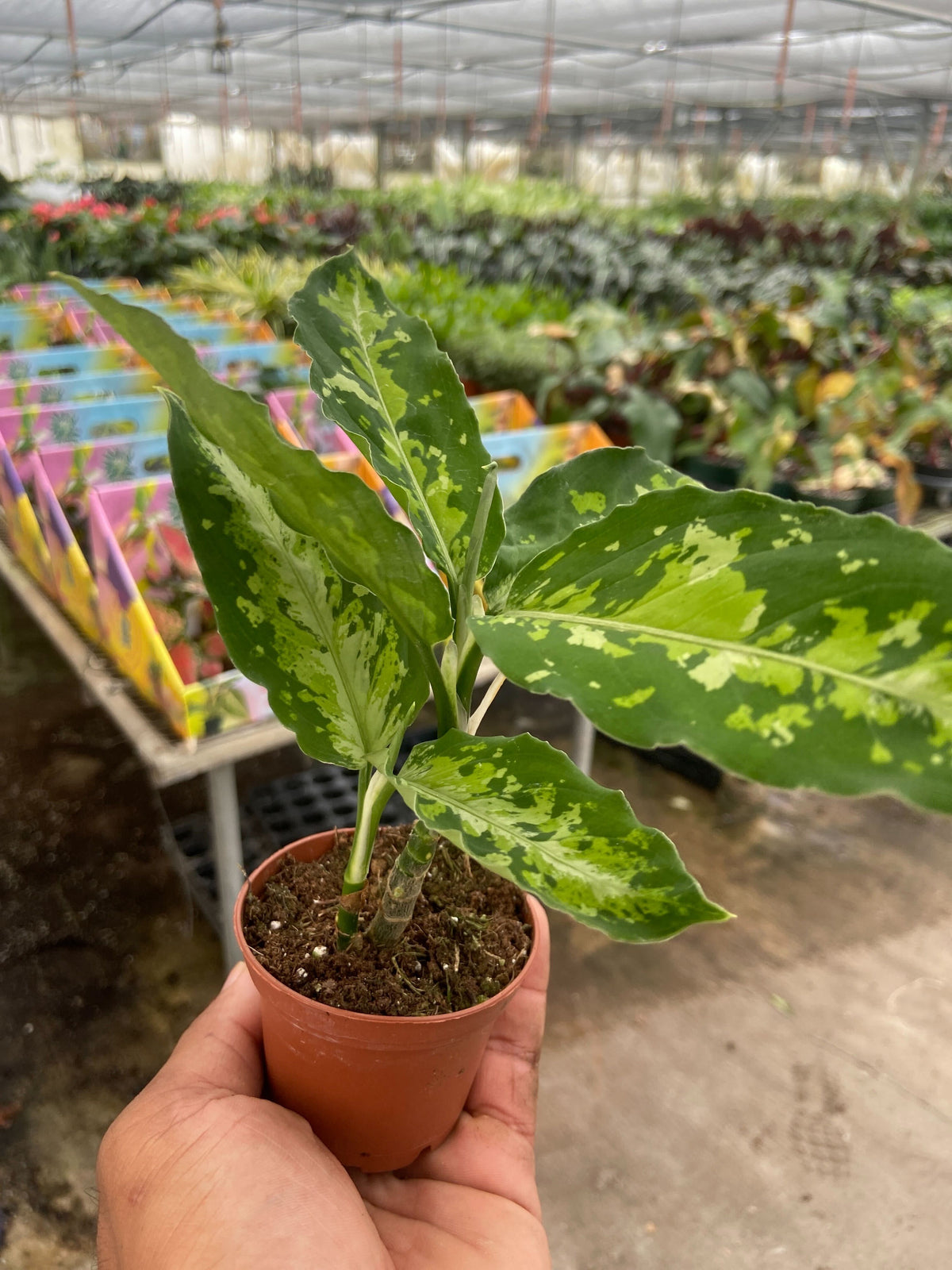 Chinese Evergreen Pictum Tricolor | House Plant Wholesale
