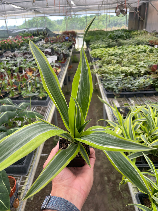 dracaena deremensis lemon Dracaena Deremensis 'Lemon Surprise'