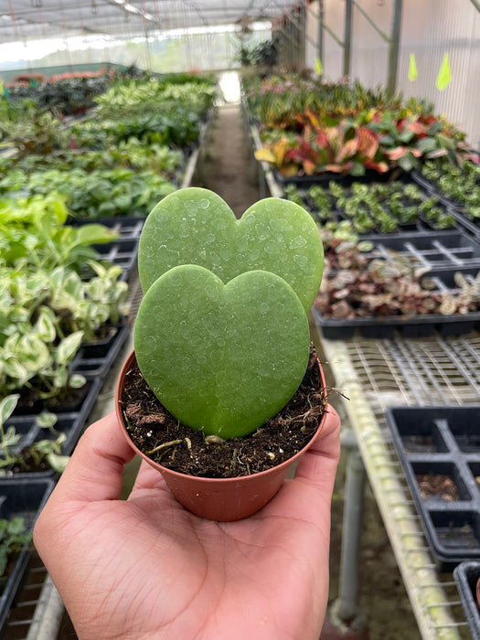 sweetheart hoya succulent Hoya Sweetheart