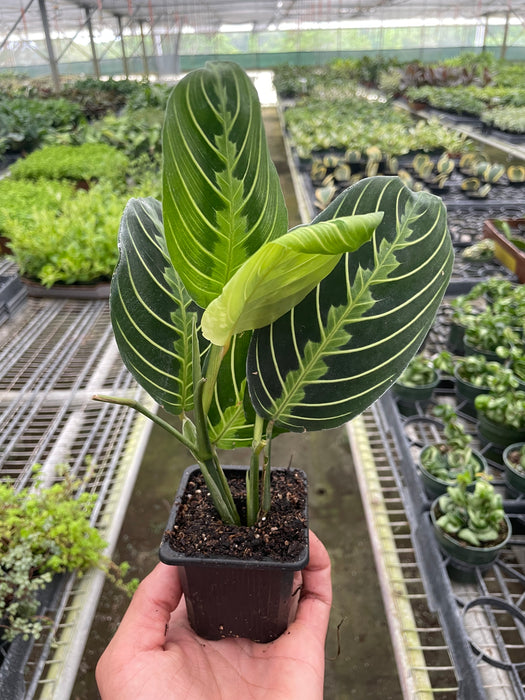 where to buy lemon lime prayer plant Maranta 'Lemon Lime'