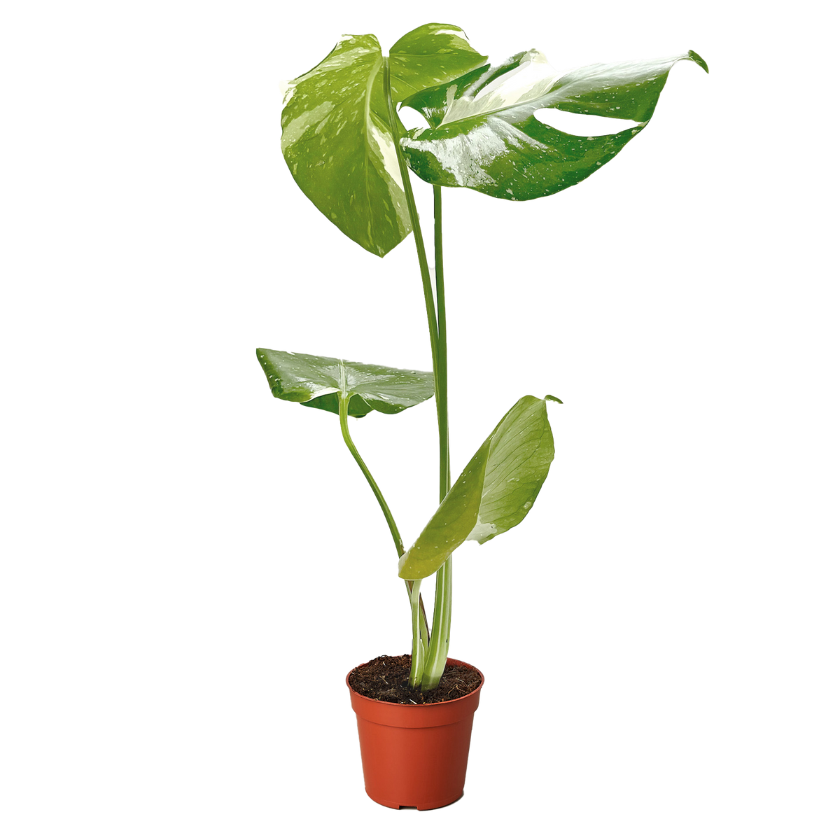 monstera thai Monstera 'Thai Constellation' | Indoor Plant | Tropical Plant