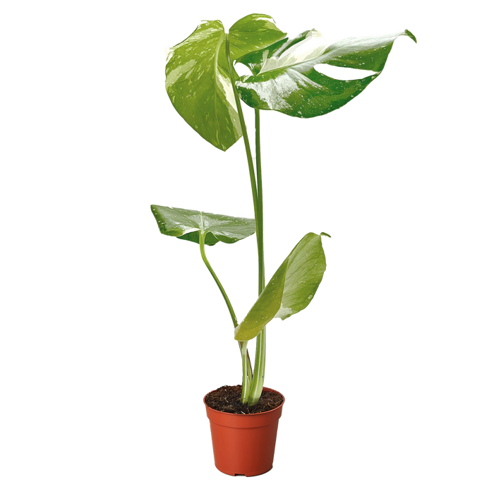thai house plants Monstera 'Thai Constellation' | Indoor Plant | Tropical Plant