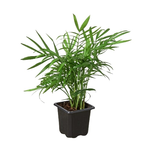 parlor palm botanical name Parlor Palm | Indoor Plant | Tropical Plant | Chamaedorea elegans | Potted Plant