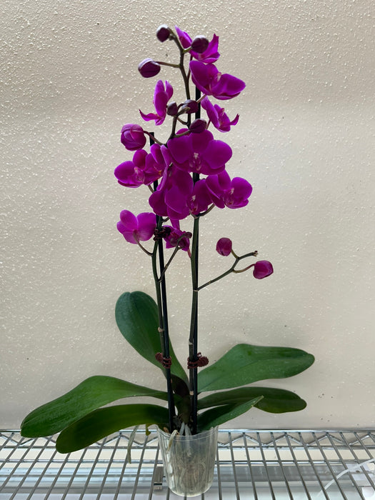 Orchid 'Purple Phalaenopsis'