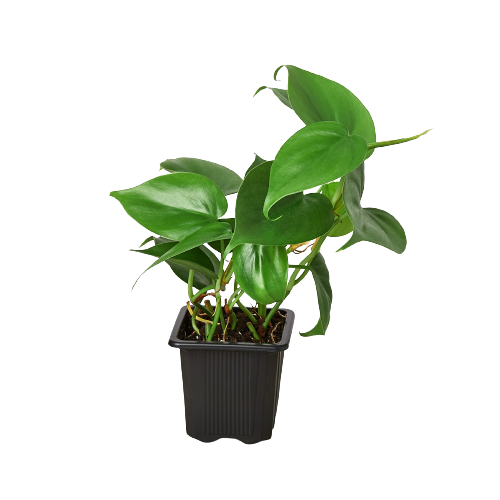 philodendron cordatum scientific name Philodendron Cordatum 'Heartleaf' | Indoor Plant | Tropical Plant | Potted Plant