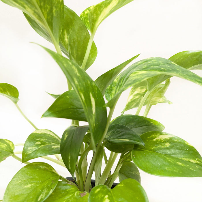 pothos plant seeds for sale Pothos 'Golden' | Indoor Plant | Tropical Plant | Potted Plant
