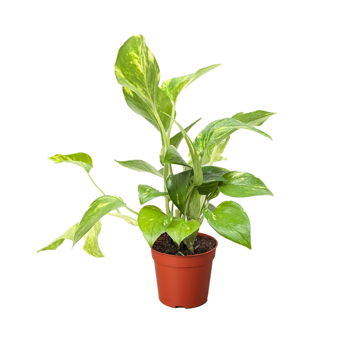 where to buy pothos near me Pothos 'Golden' | Indoor Plant | Tropical Plant | Potted Plant