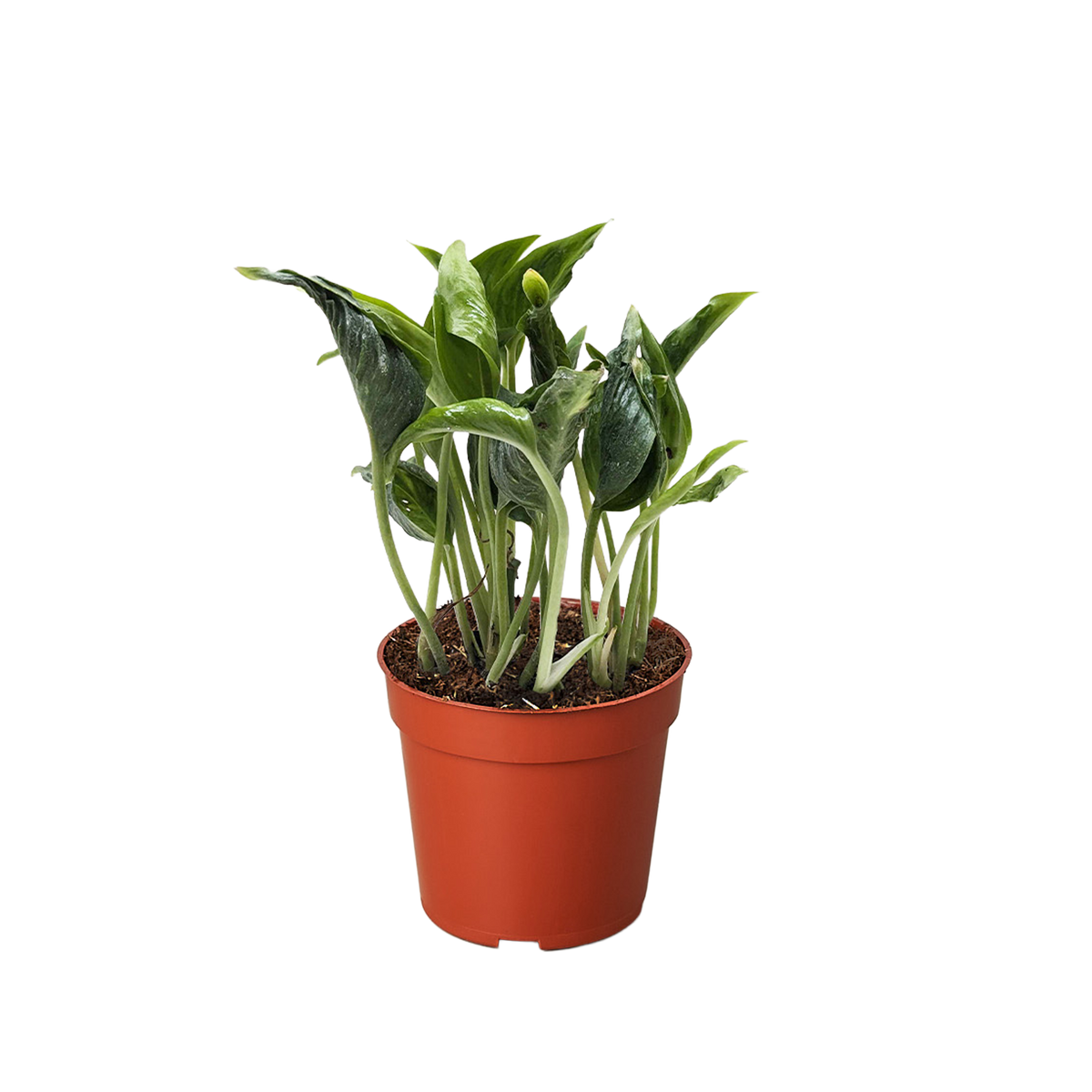 shangri la pothos for sale Pothos 'Shangri La'
