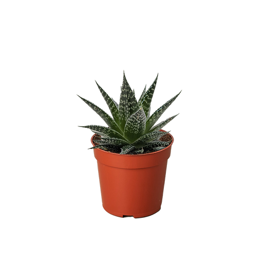 plant pots for sale durban Succulent Gasteria Durban