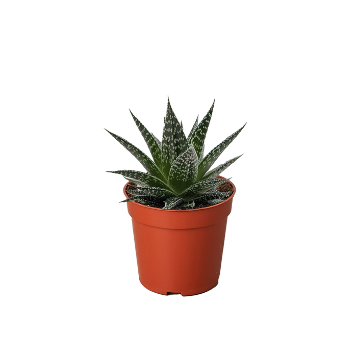 Succulent Gasteria Durban