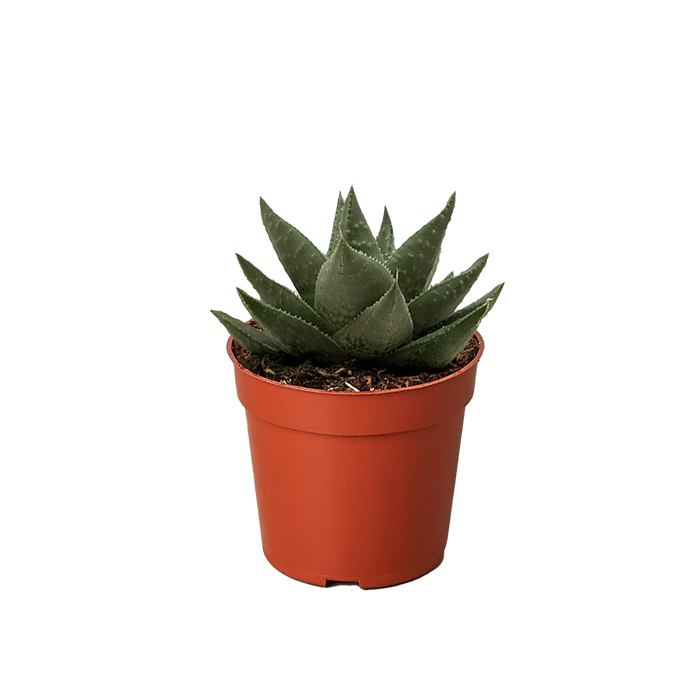 Succulent Haworthia Savanna