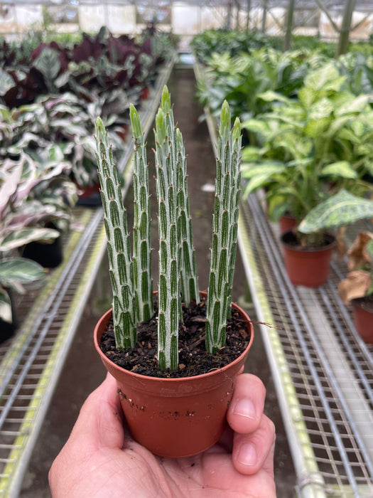senecio succulent plant Senecio Stapeliiformis Pickle Plant