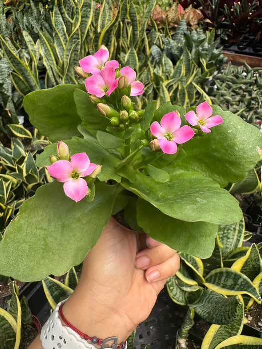 kalanchoe flowering succulents Kalanchoe | Indoor Plant | Tropical Plant | Potted Plant