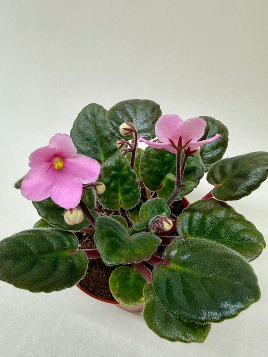 African Violet 'Pink'