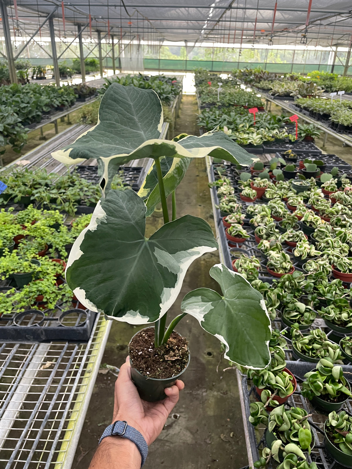 4_ALOCASIA_MICKEY.