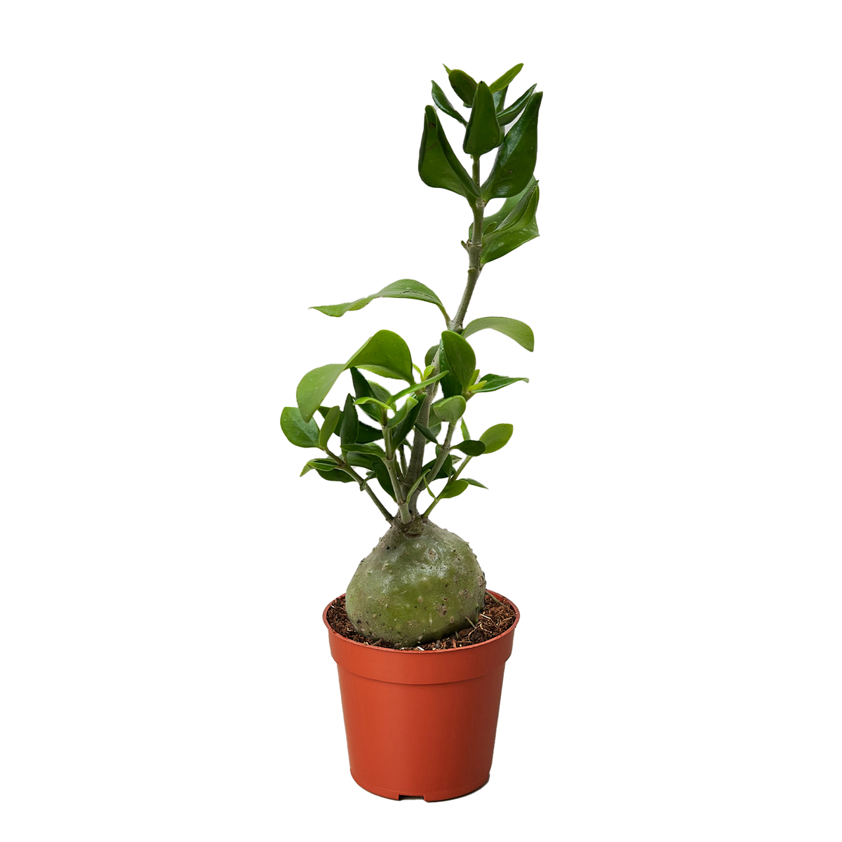 ant plant indoor Ant Plant