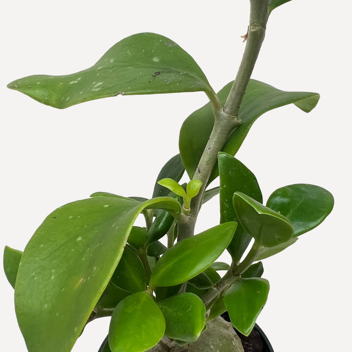 ant plant indoor Ant Plant