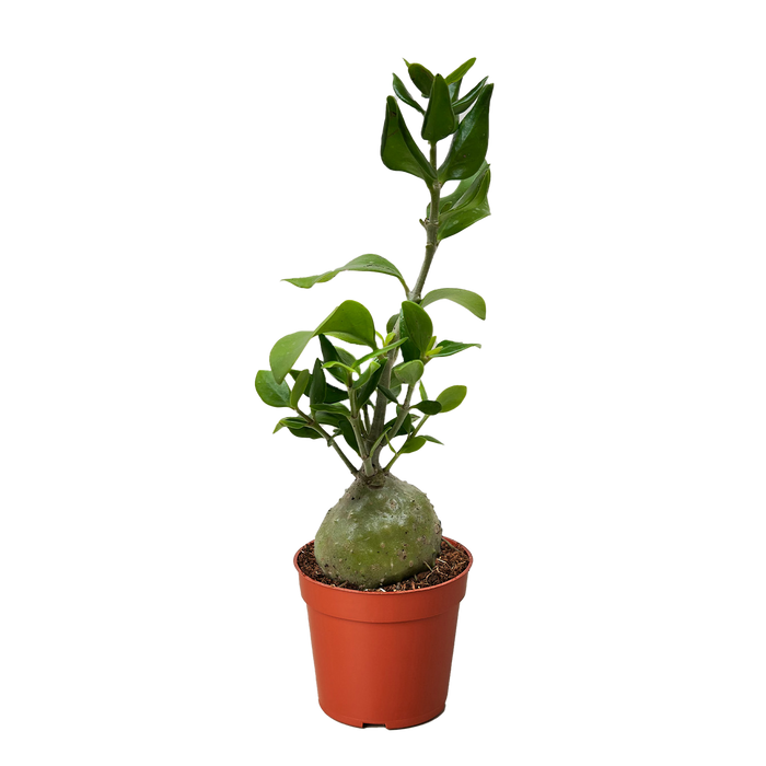 ant house plant Ant Plant