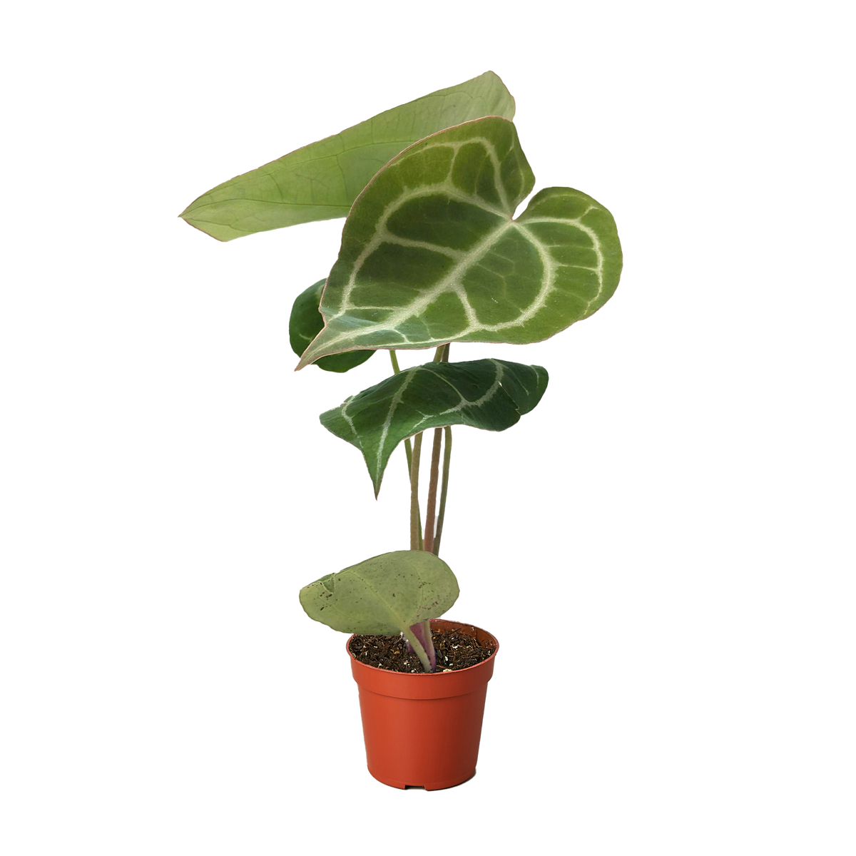 Anthurium Crystallinum