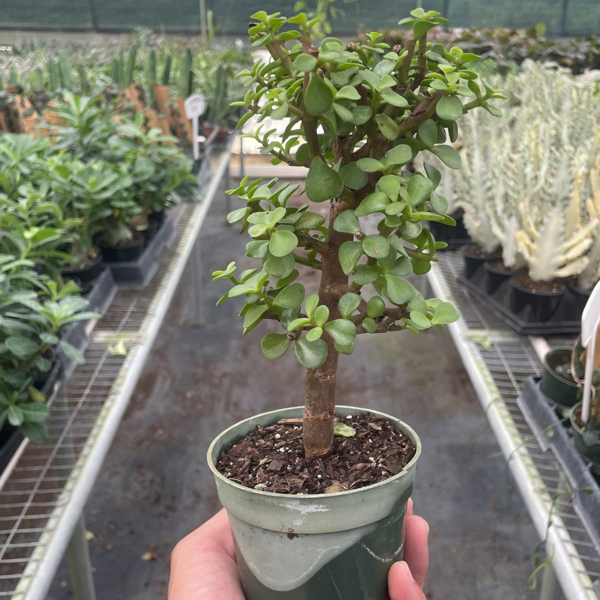 jade mini plant Bonsai Jade Dwarf Green