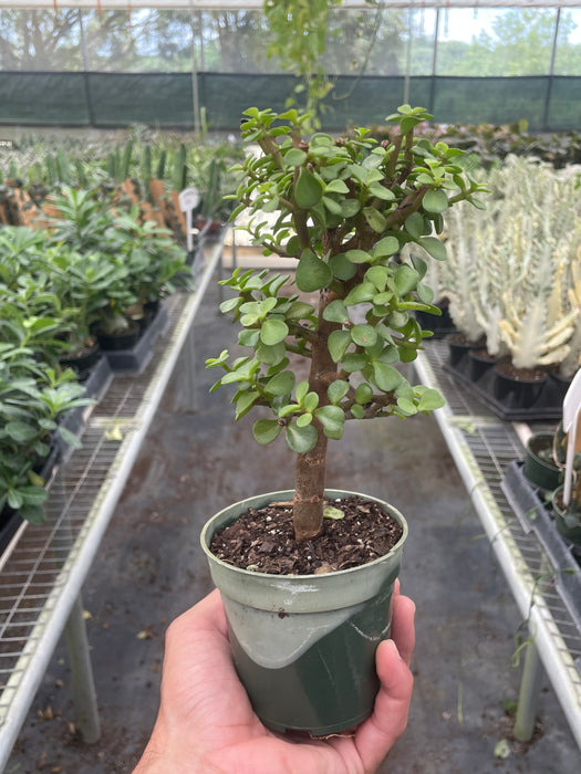 jade plant bonsai soil Bonsai Jade Dwarf Green