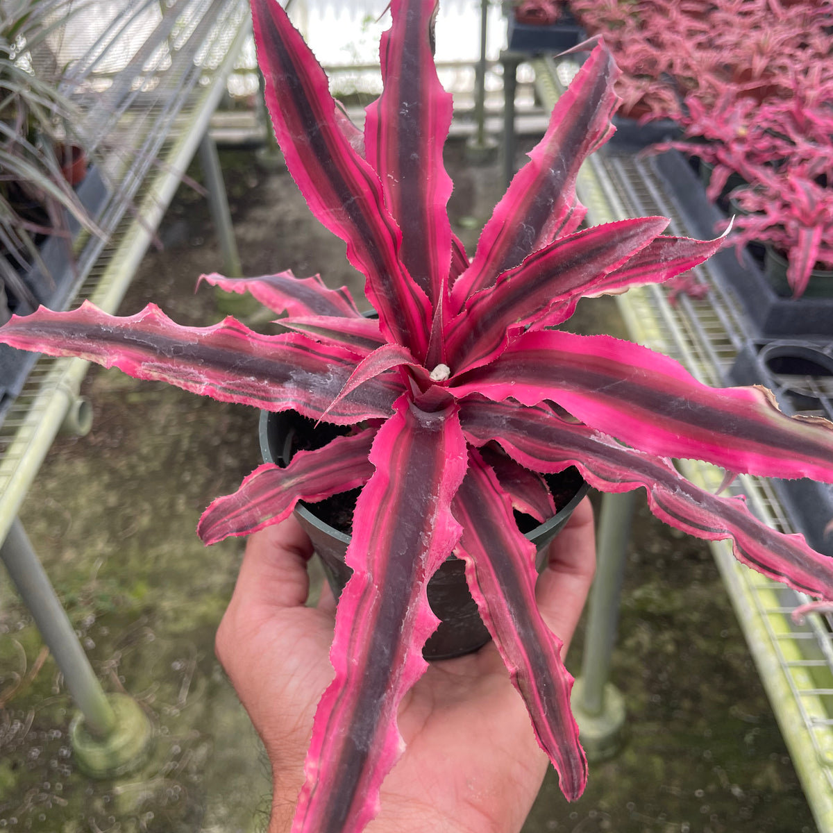 Cryptanthus 'Pink Star'