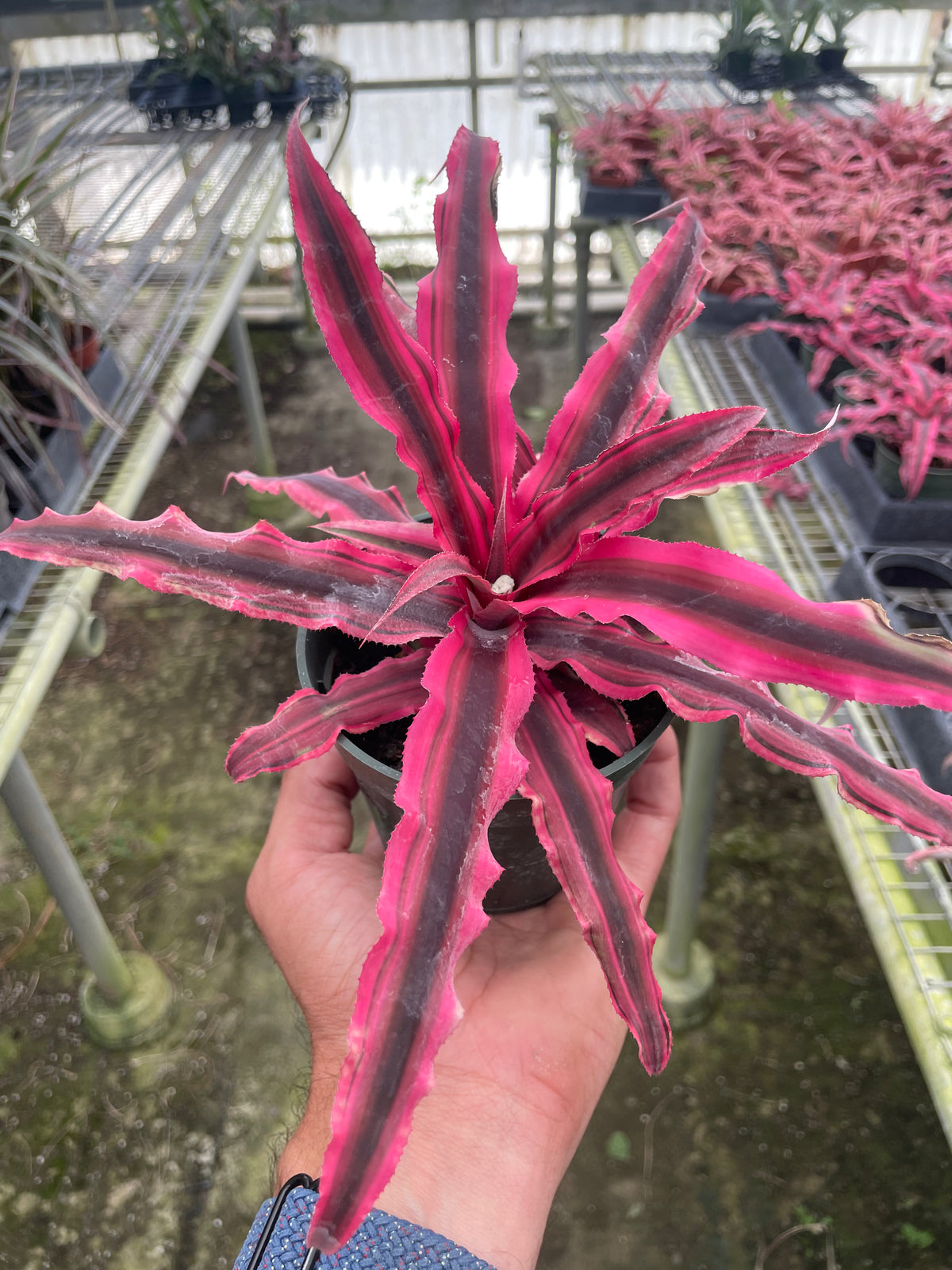 Cryptanthus 'Pink Star' | House Plant Wholesale