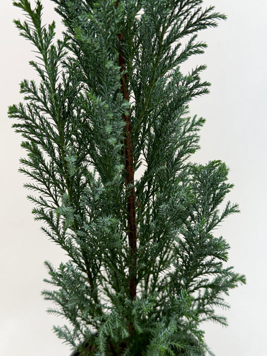 Cypress 'Euro'
