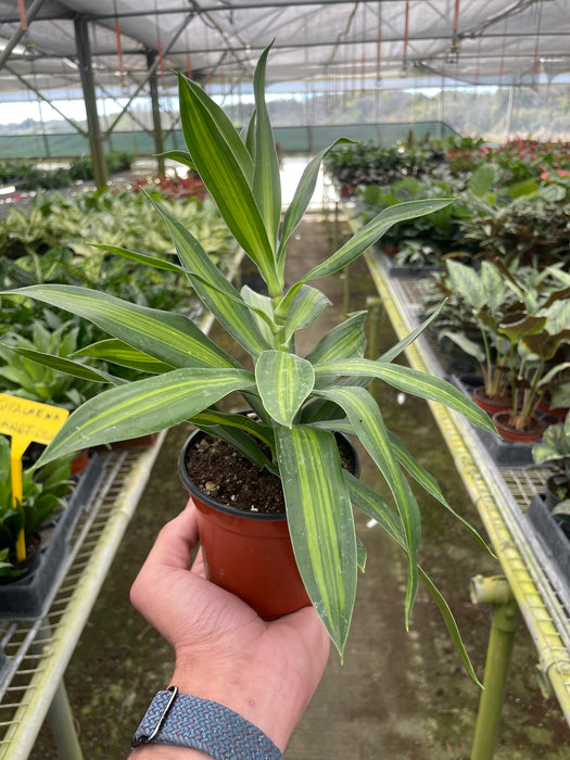 song of jamaica house plant Dracaena 'Song of Jamaica' - 6" Pot | Indoor Plant | Tropical Plant | Potted Plant
