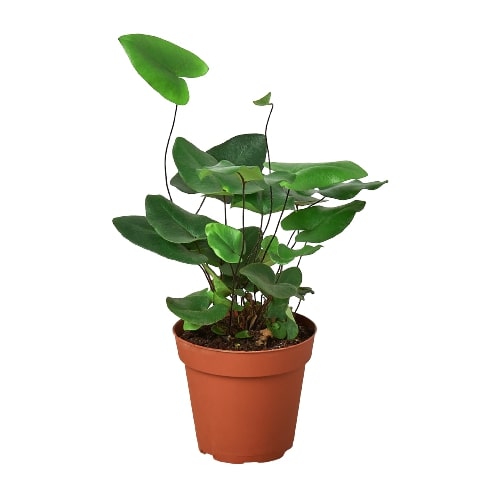 heart pot plant Heart' Fern - 4" Pot | Indoor Plant | Tropical Plant | Potted Plant