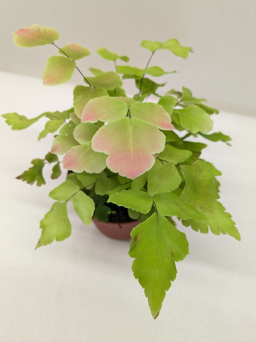 Fern Large Leaf Maidenhair
