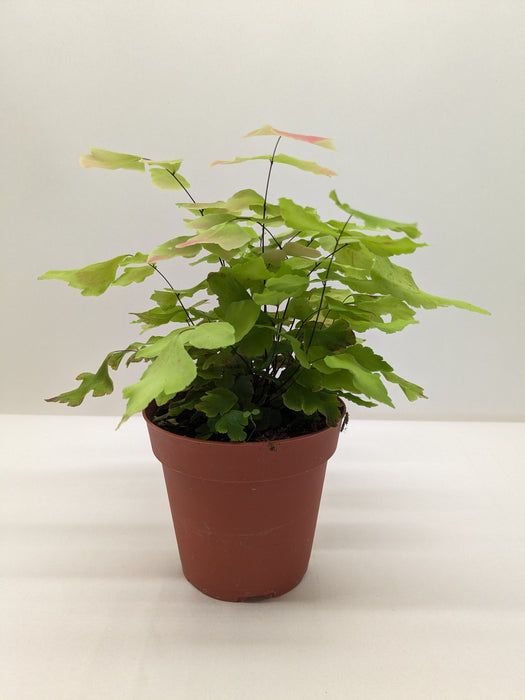 Fern Large Leaf Maidenhair