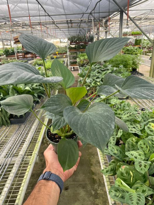 is homalomena a philodendron Homalomena 'Emerald Gem' | Indoor Plant | Tropical Plant