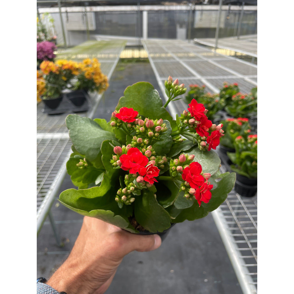 kalanchoe plant indoor or outdoor Kalanchoe | Indoor Plant | Tropical Plant | Potted Plant