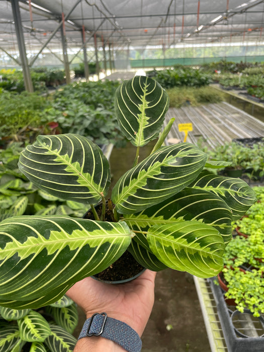 lemon lime prayer plant for sale Maranta 'Lemon Lime'
