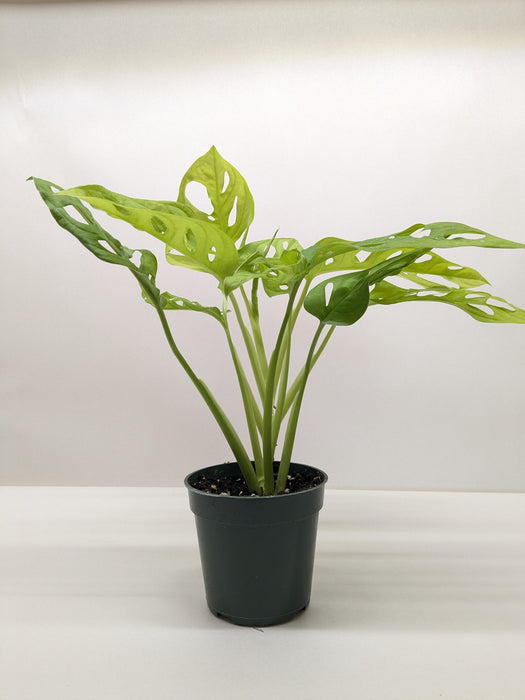 Monstera Adansonii 'Swiss Cheese Neon'