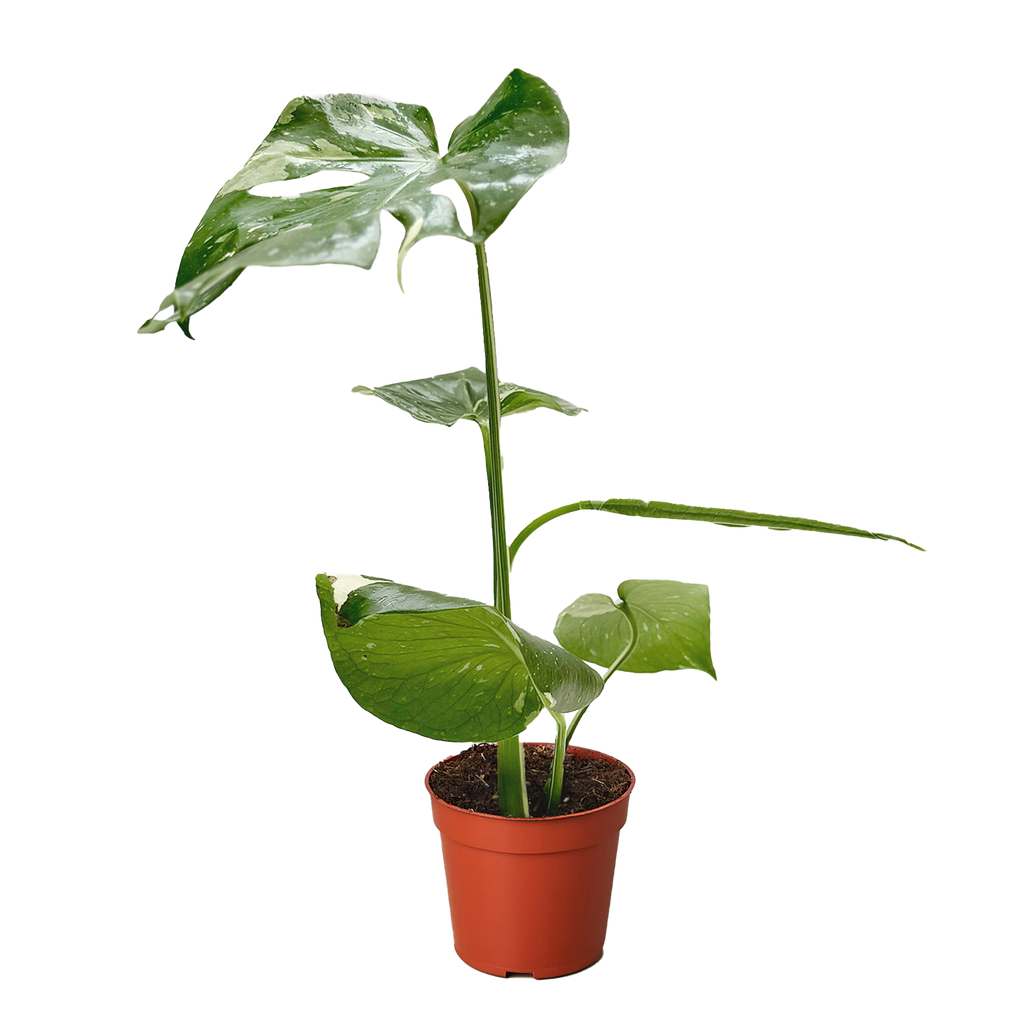 monstera thai constellation plant for sale Monstera 'Thai Constellation' | Indoor Plant | Tropical Plant
