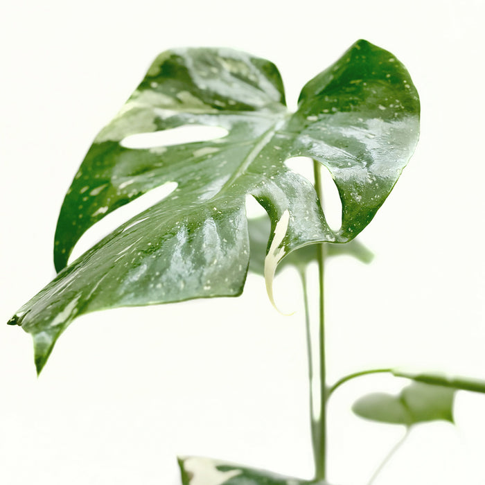 monstera thai constellation vs albo Monstera 'Thai Constellation' | Indoor Plant | Tropical Plant