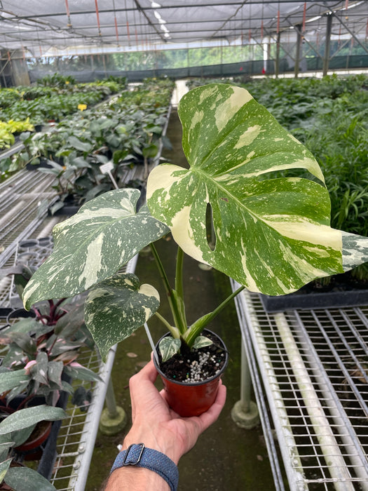 thai monstera for sale Monstera 'Thai Constellation' | Indoor Plant | Tropical Plant