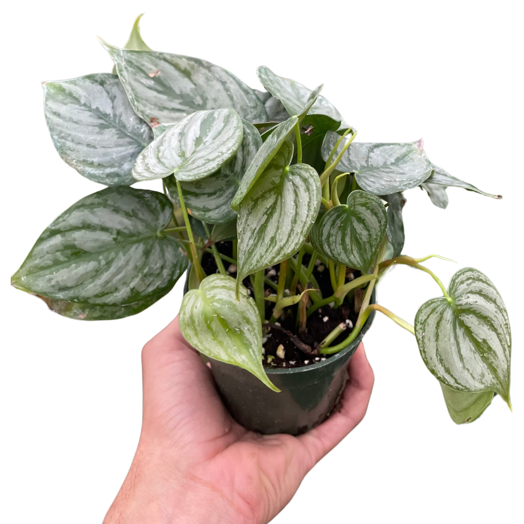 philodendron sale Philodendron 'Brandi' | Indoor Plant | Tropical Plant