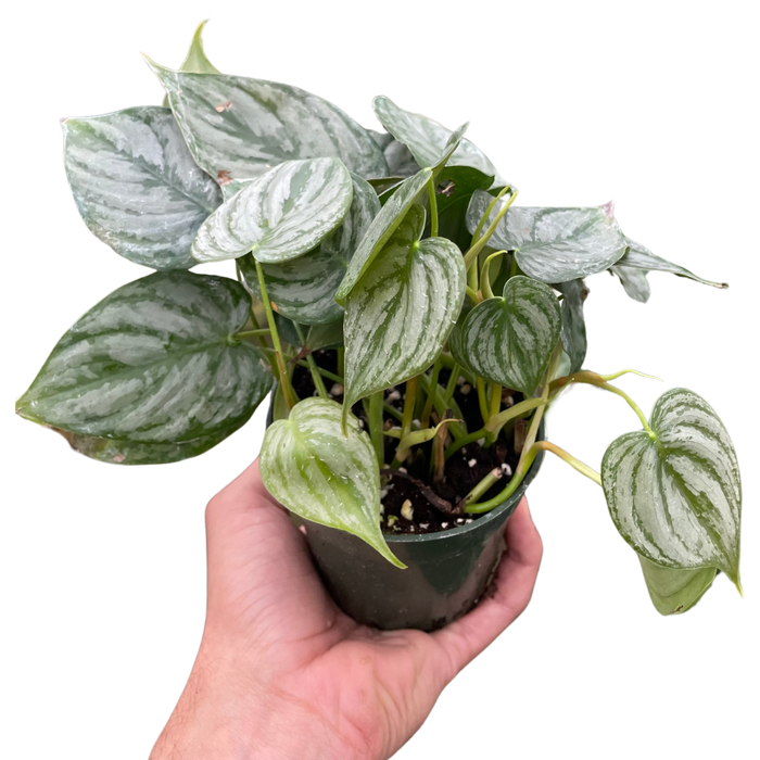 philodendron houseplant for sale Philodendron 'Brandi' | Indoor Plant | Tropical Plant