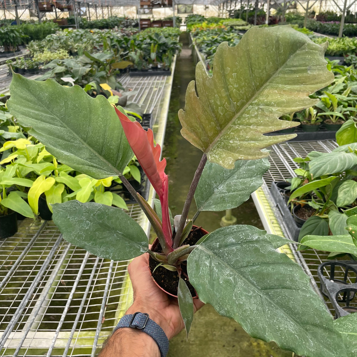 philodendron sp choco Philodendron Choco Empress