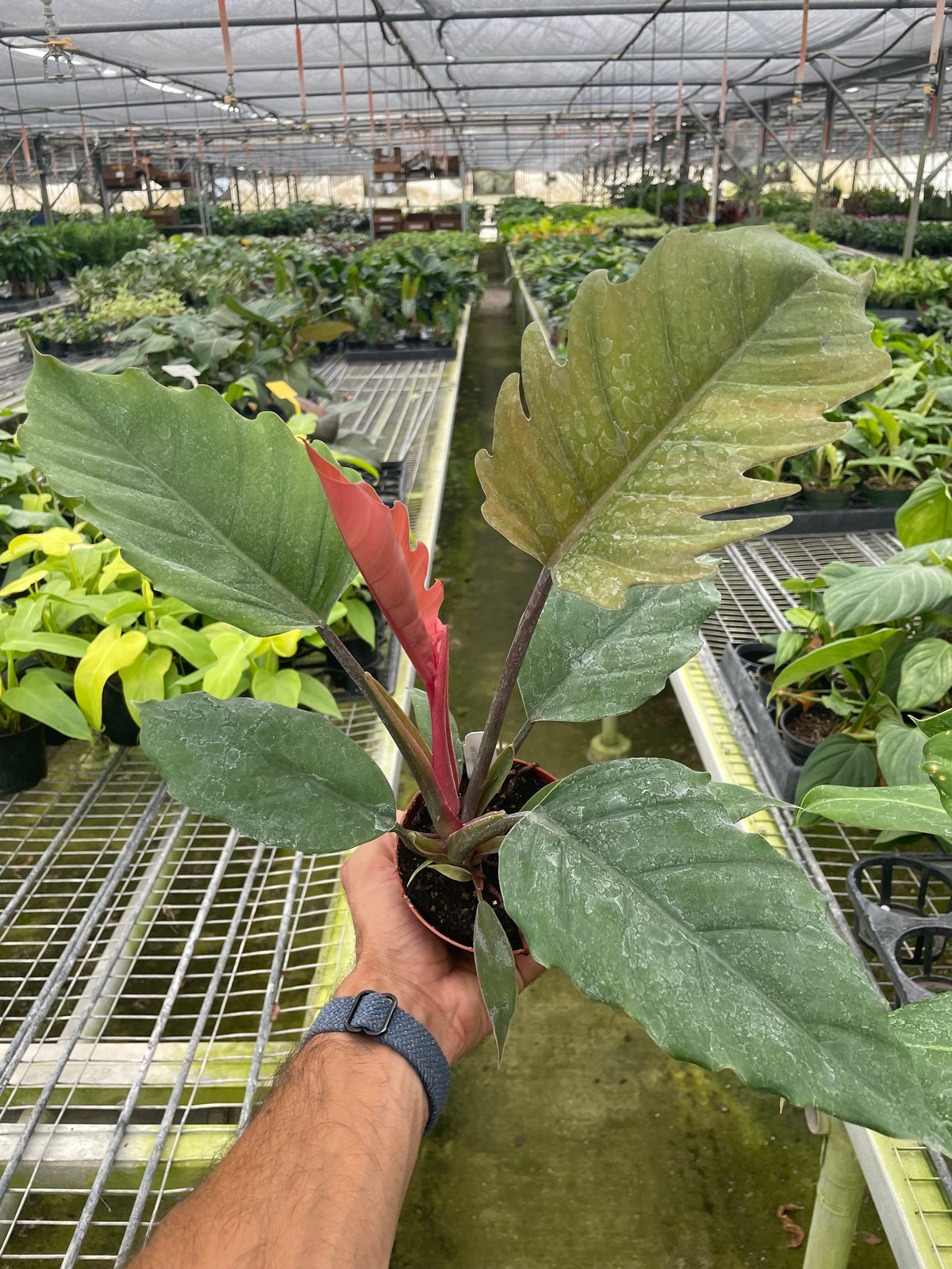 philodendron chocolate empress care Philodendron Choco Empress