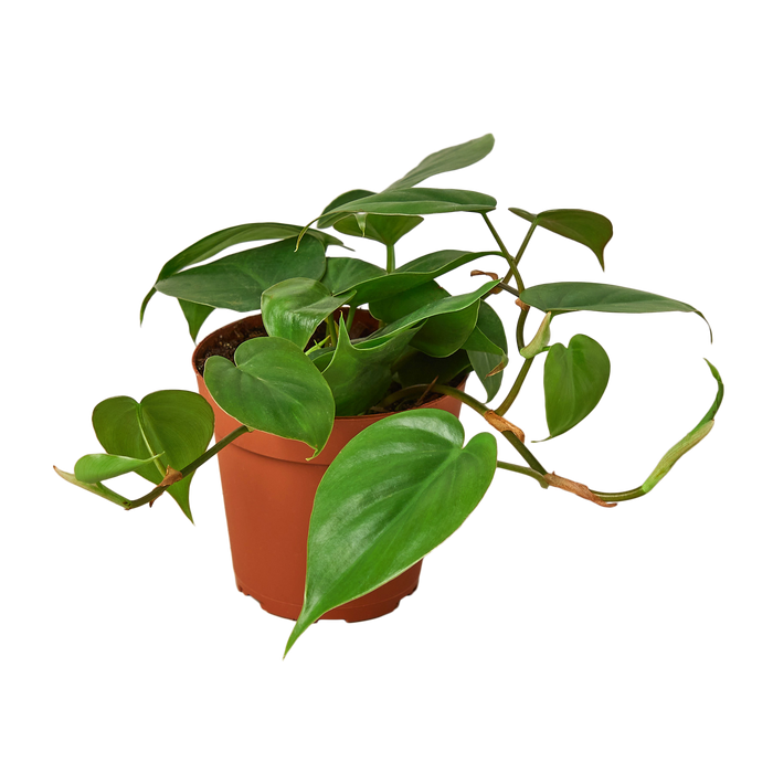 heartleaf philodendron for sale Philodendron Cordatum 'Heartleaf' | Indoor Plant | Tropical Plant | Potted Plant