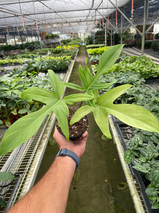 Philodendron 'Florida Ghost'