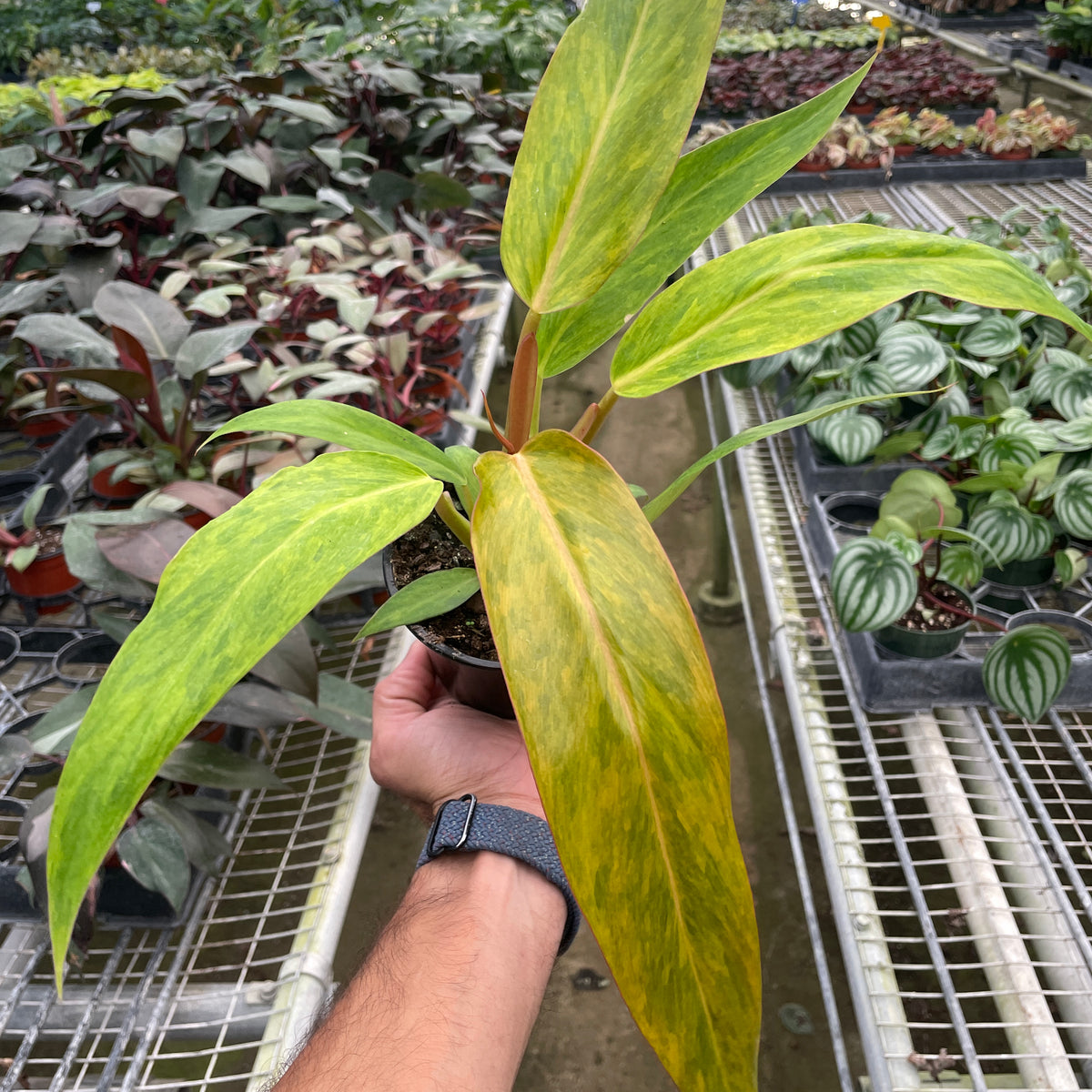 philodendron orange marmalade vs painted lady Philodendron 'Painted Lady' | Indoor Plant | Tropical Plant