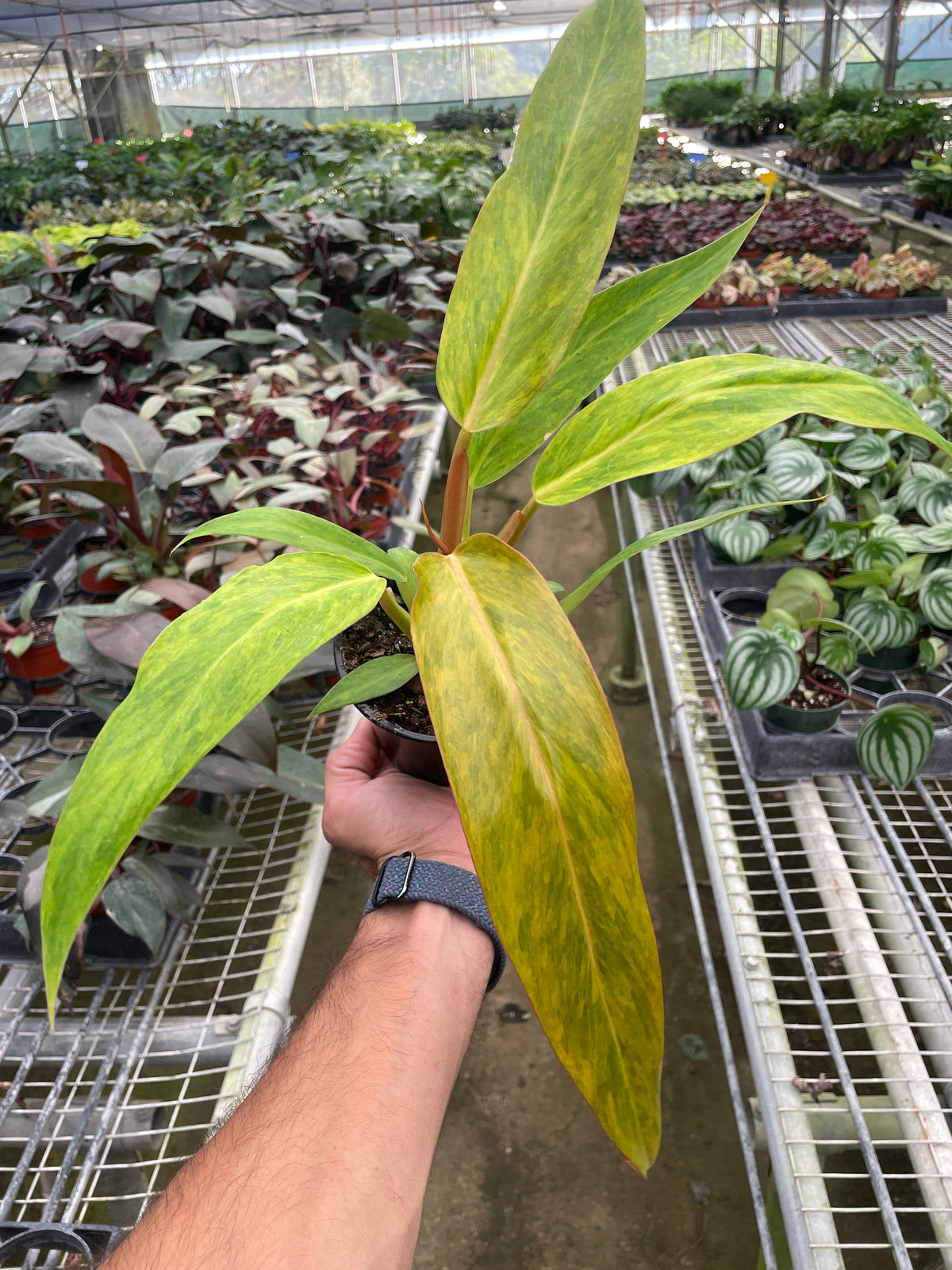 Philodendron 'Painted Lady' | Indoor Plant | Tropical Plant