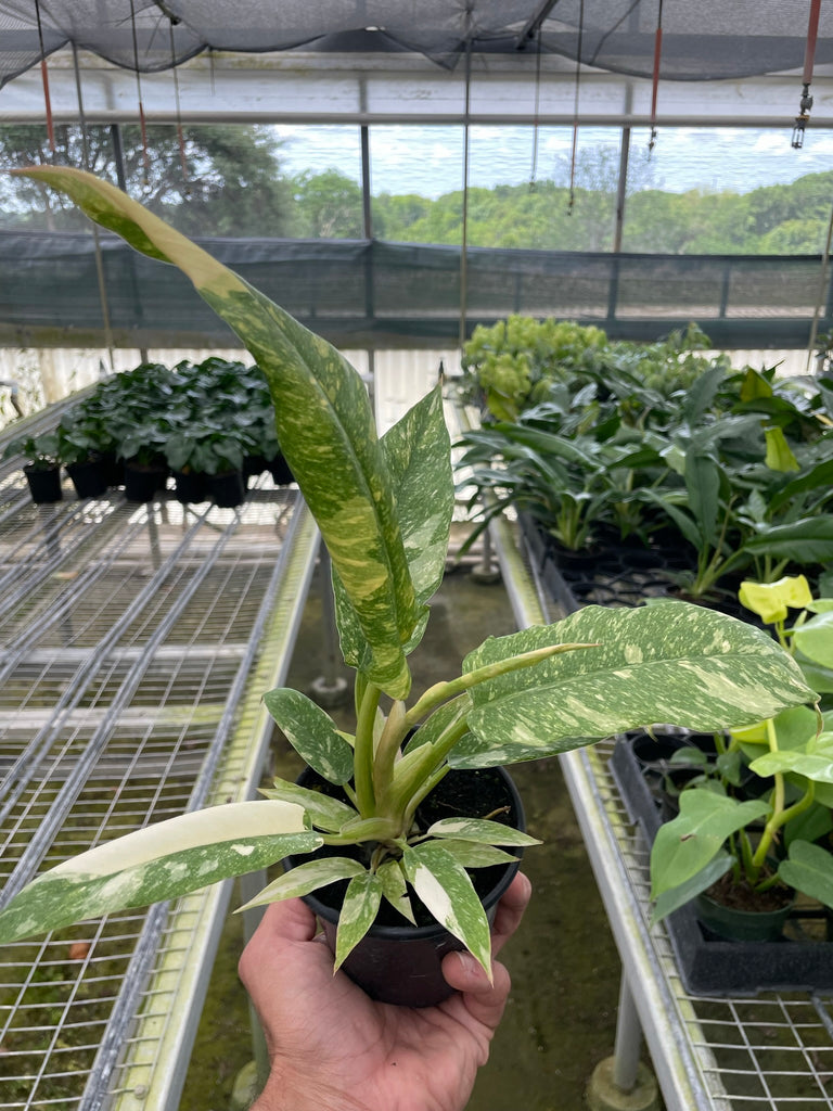 Philodendron 'Ring of Fire' | Indoor Plant | Tropical Plant