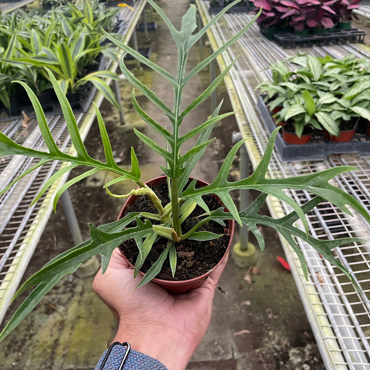 Philodendron 'Florida Bronze' | Indoor Plant | Tropical Plant