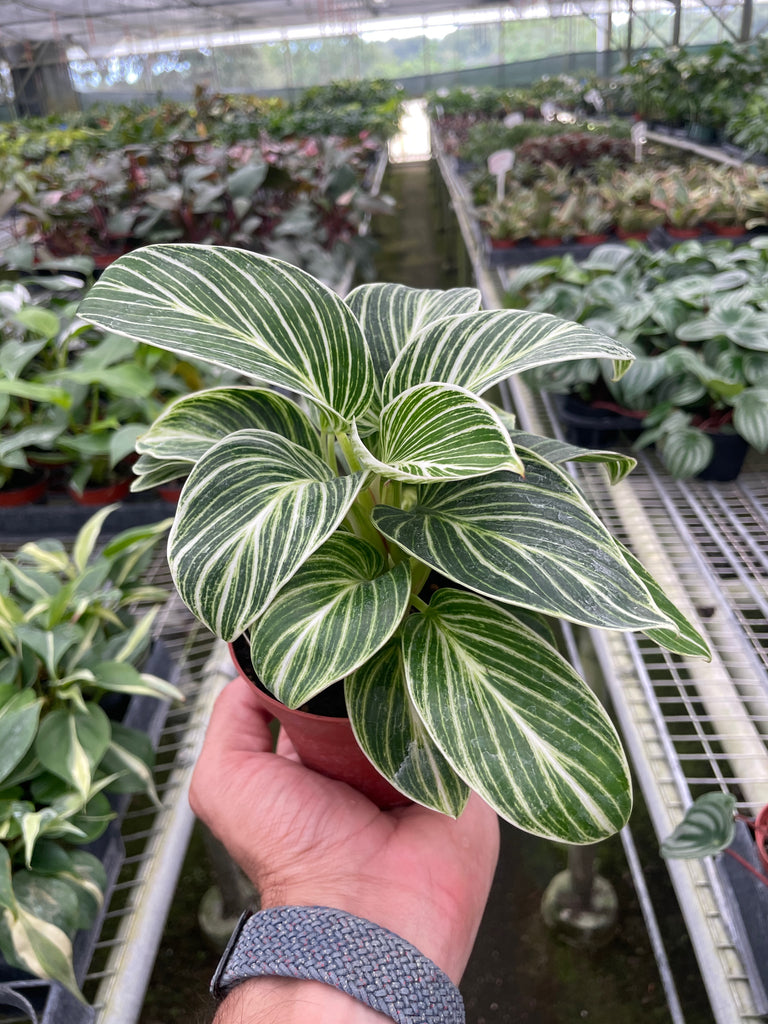 philodendron blanc et vert Philodendron White Measure